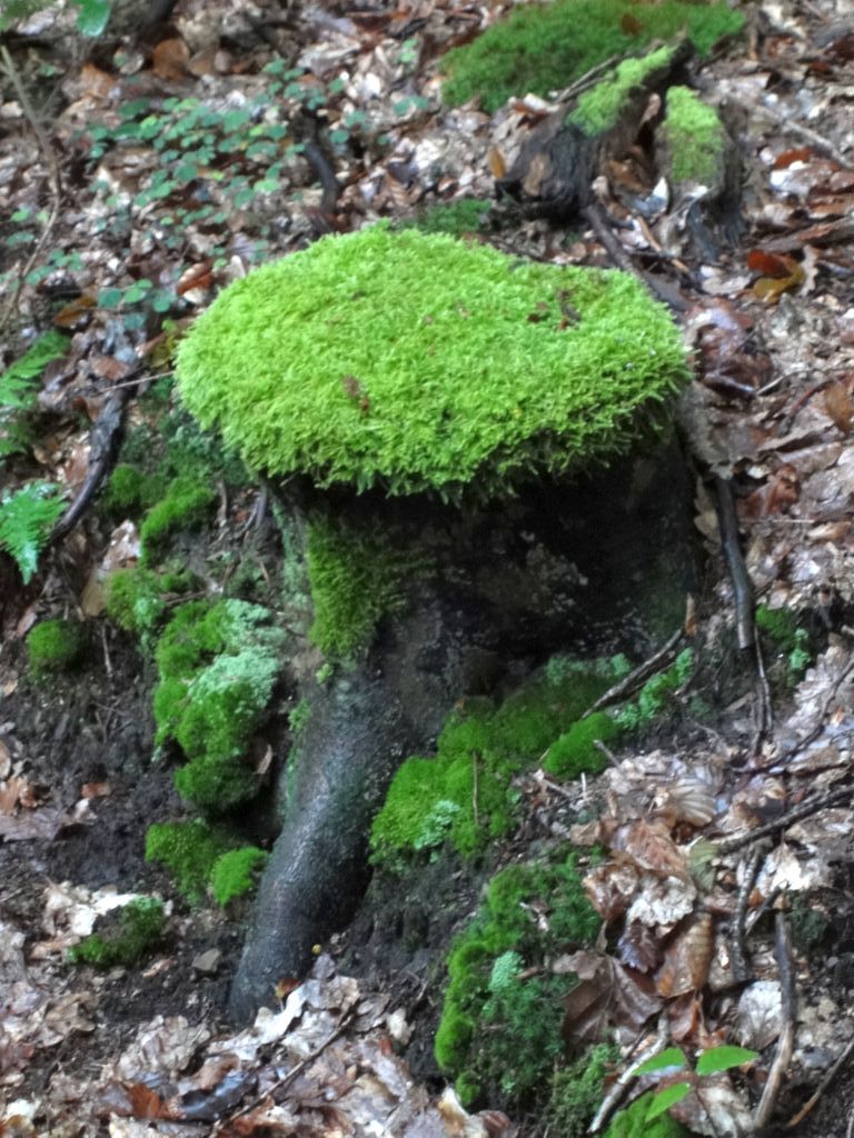 Kostenloser Sitzplatz