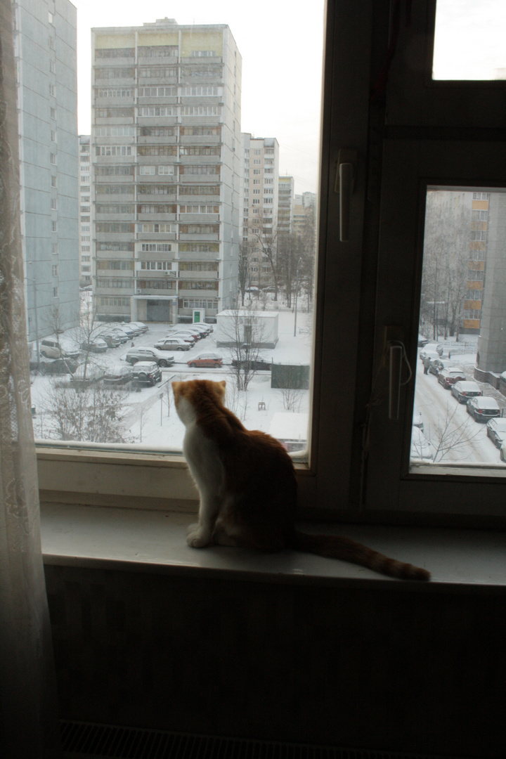 kot divat se w okno
