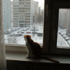 kot divat se w okno