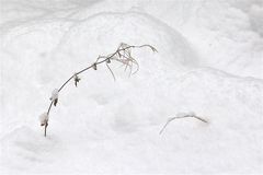 Kotau des Grases vor dem Kleinen Weidenröschenkaiser bei Neuschnee