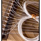 KOTO[Japanese Harp]