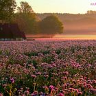 Kotten bei Sonnenaufgang im Tecklenburger Land