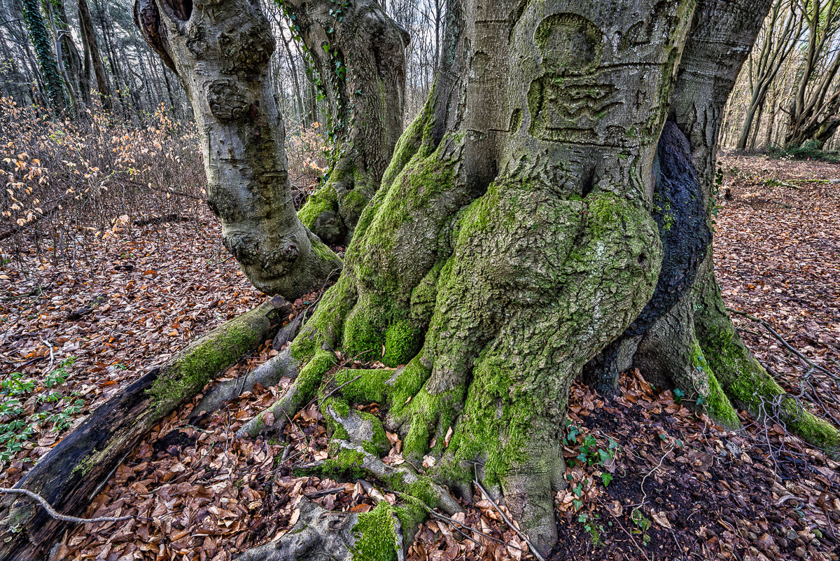 Kottenforst 5 Foto & Bild landschaft, wald, natur Bilder auf