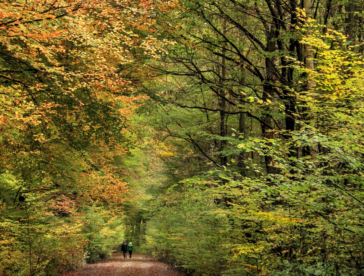 Kottenforst im Herbstkleid