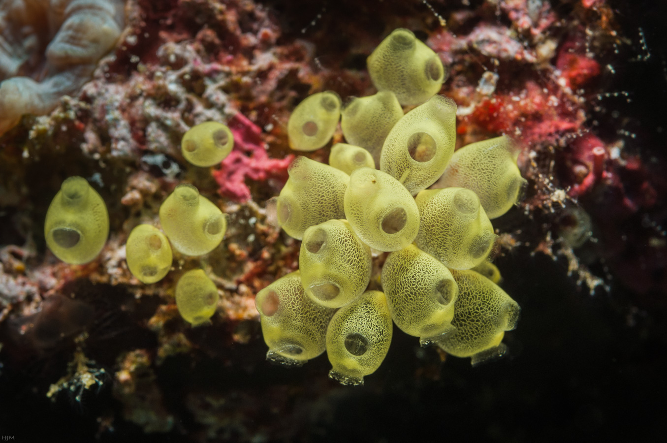 Kott's Sea Squirt Colony