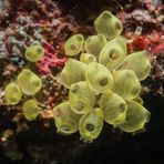 Kott's Sea Squirt Colony