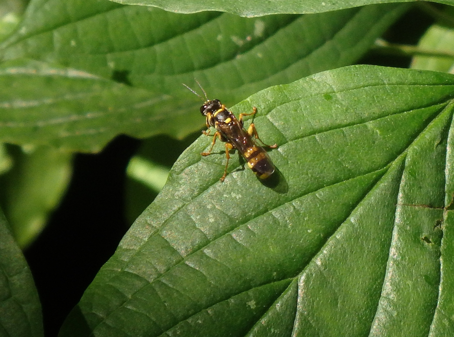 Kotwespe (Mellinus arvensis) im heimischen Garten Foto & Bild tiere