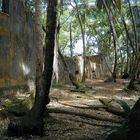 Kourou Dschungel 3
