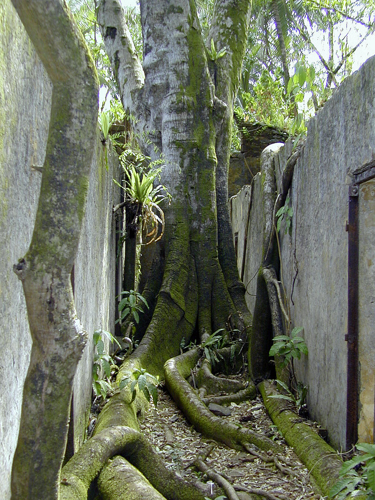 Kourou Dschungel