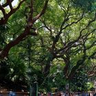 Kowloon Park