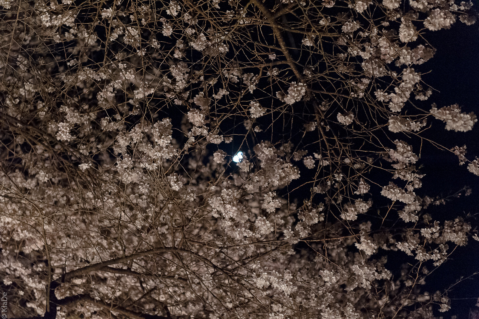 Koya-san - Hanami bei Mondschein