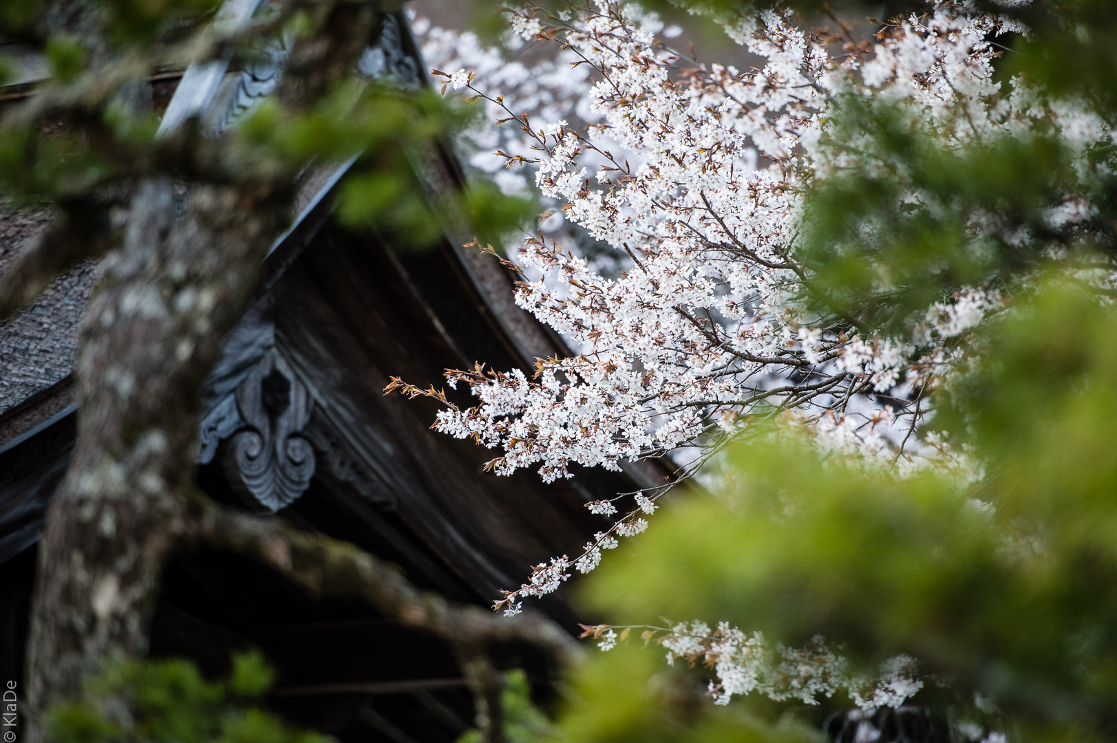 Koya-san Kirschblüte