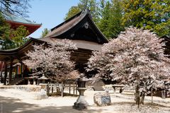 Koya-san - Kongobu-ji und Sakura