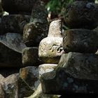 Koyasan - Okuno-in Cemetery