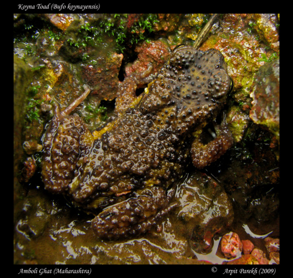 Koyna Toad (Bufo koynayensis)