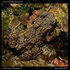 Koyna Toad (Bufo koynayensis)