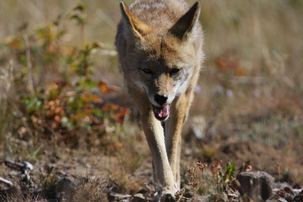 Koyote auf Wanderschaft