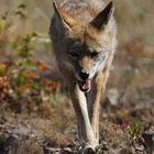 Koyote auf Wanderschaft