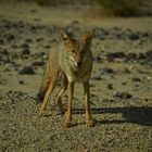 Koyote im Death Valley