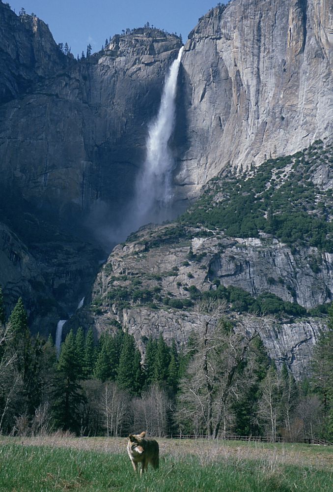 Koyote vor dem zweithöchsten Wasserfall der Welt im Yosemeti-Nationalpark, Kalifornien. von Bernd Wendland 