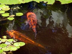 Koys im Gartenteich