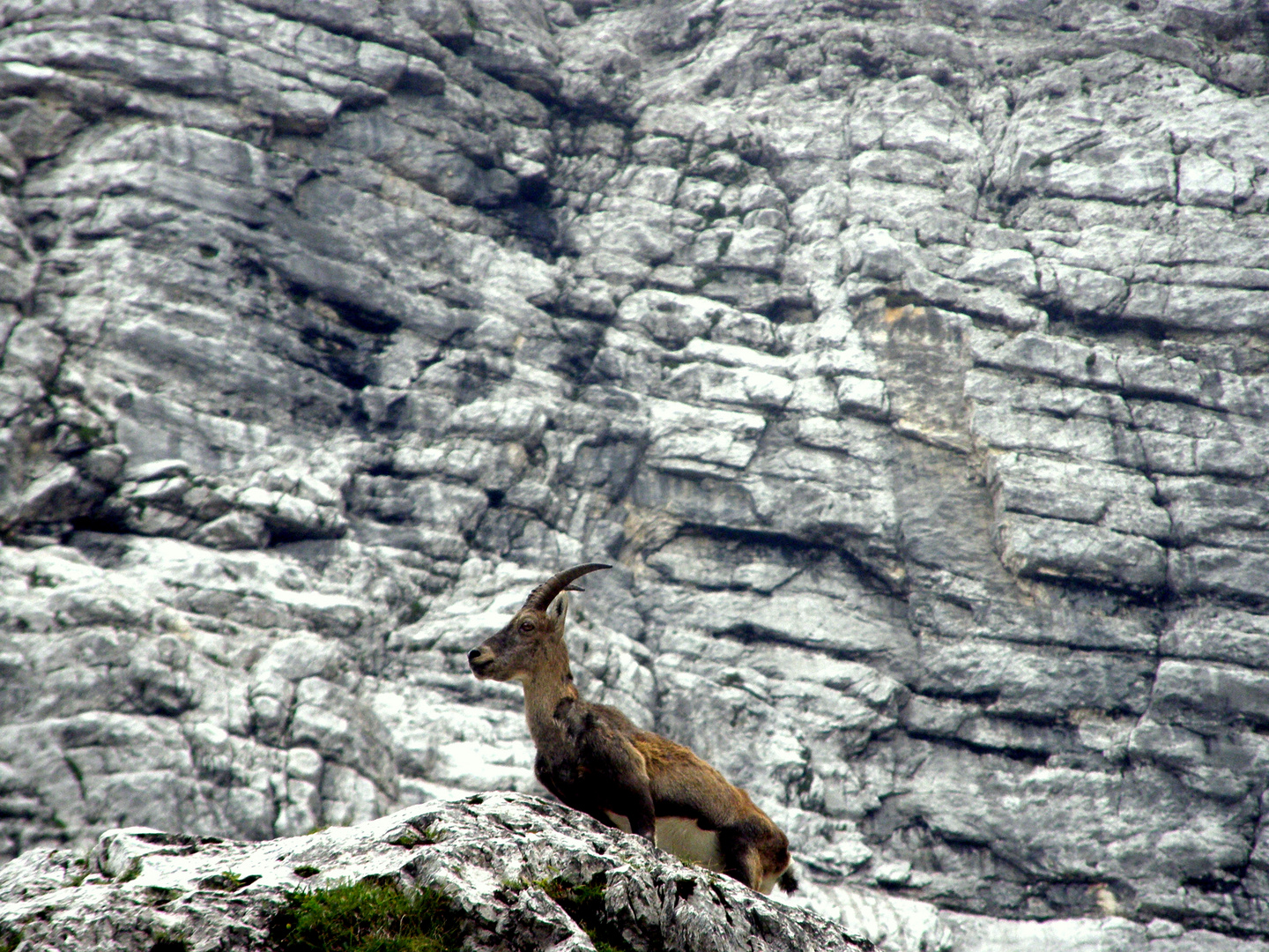 Kozorog,Triglav Slovenija