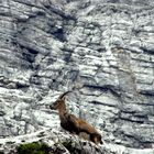 Kozorog,Triglav Slovenija