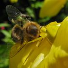 KRA 11: Überfressen  hat sich diese Trabentenfliege (Metopia sp.).