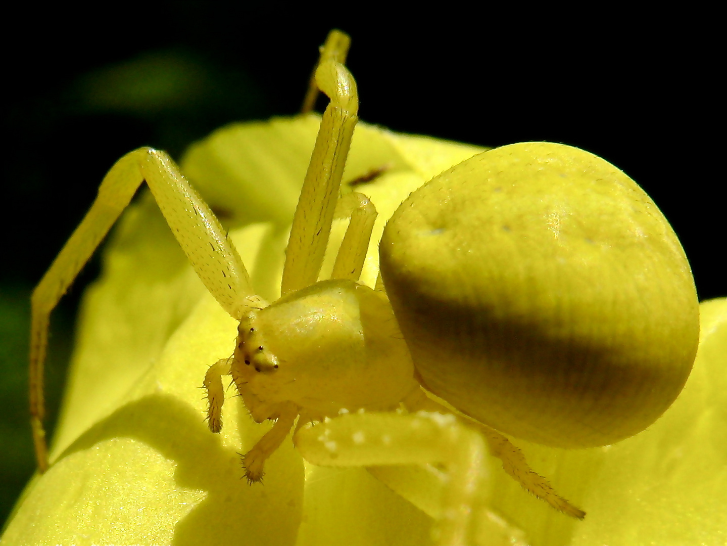 KRA 14: Nochmal die Veränderliche Krabbenspinne (Misumena vatia) in gelb auf der Nachtkerze