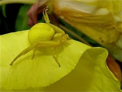 KRA 15: Das ist die "Aufnerksamkeitsfanghaltung" der veränderlichen Krabbenspinne Misumena vatia.