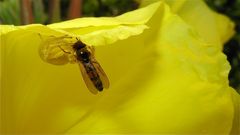 KRA 16: Unsere Krabbenspinne - nennen wir sie "Erna" - hat mit dieser Schwebfliege . . .