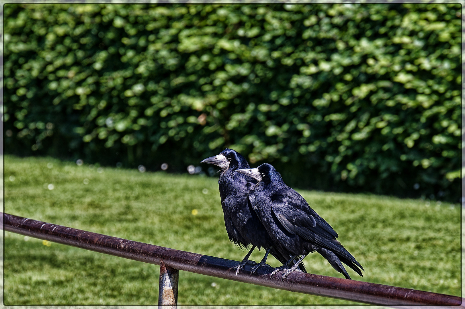 Krabat und Geselle beim Sonnenbad