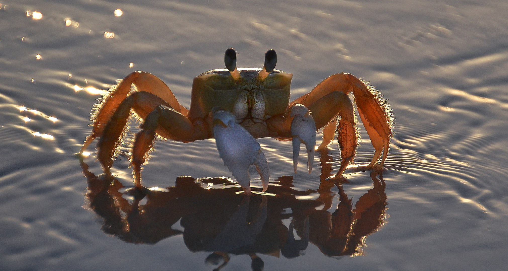 Krabbe Foto & Bild | tiere, wildlife, krebse Bilder auf fotocommunity
