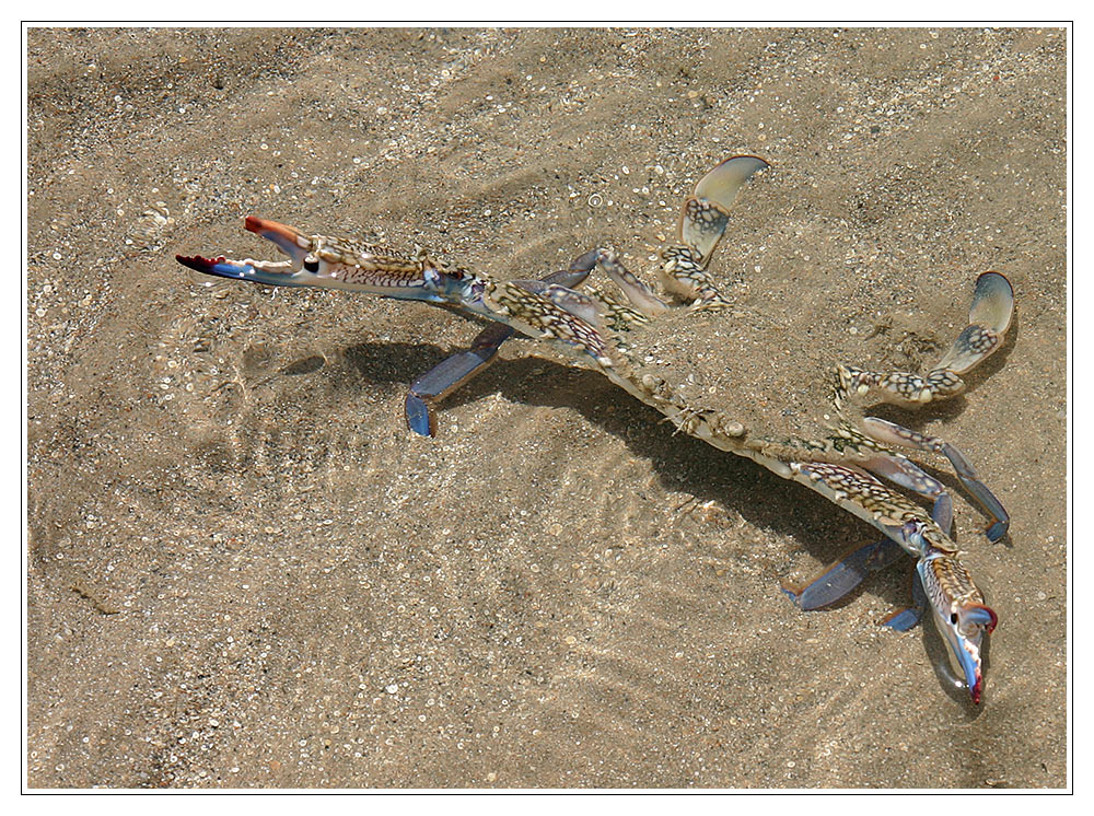 Krabbe am Roten Meer