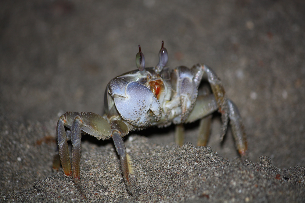 Krabbe am Roten Meer