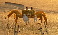 Krabbe am Strand 