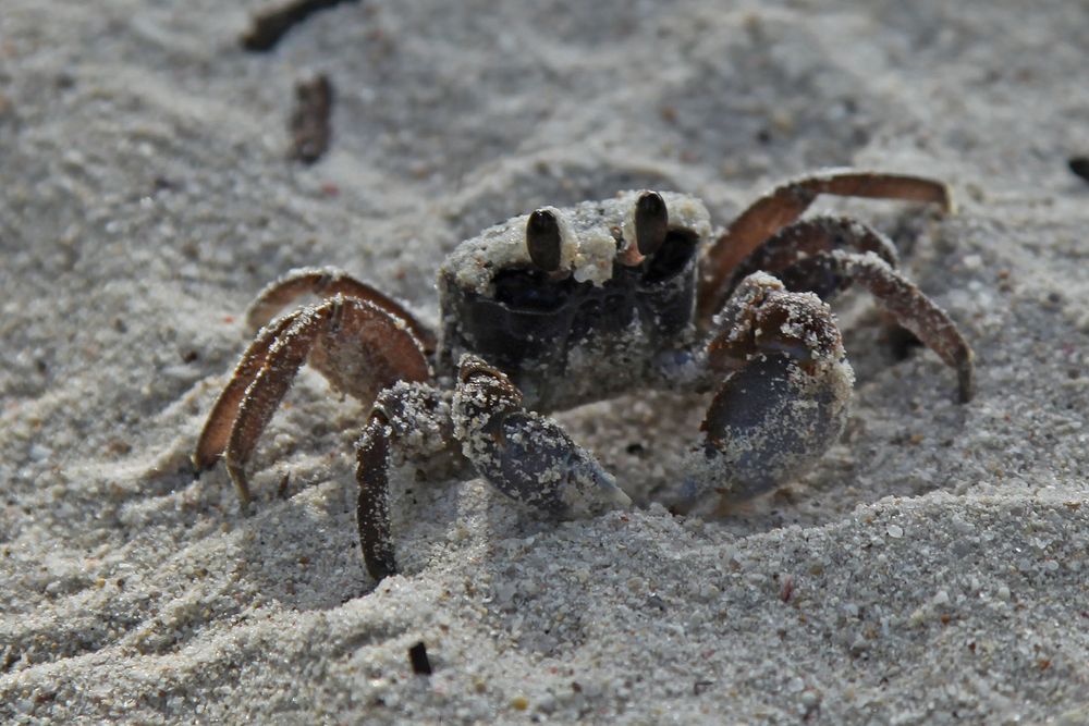 Krabbe am Strand