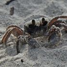 Krabbe am Strand