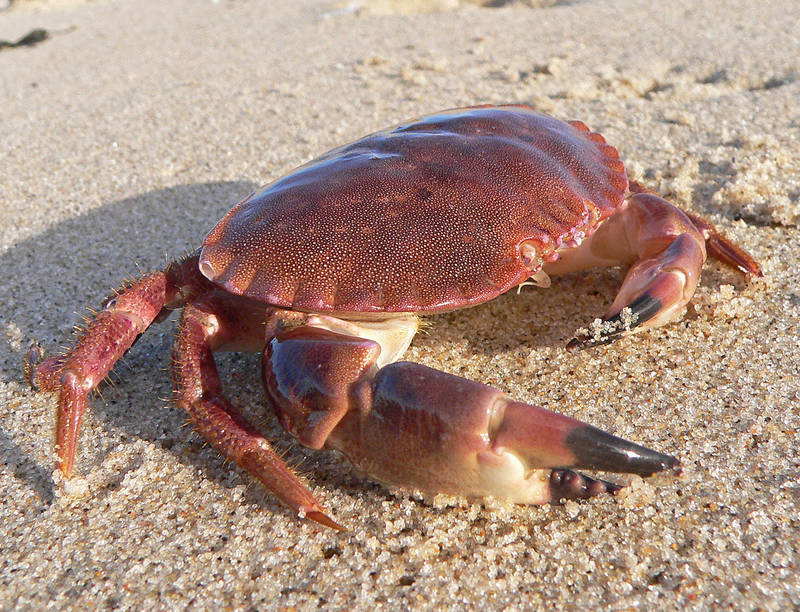 Krabbe am Strand