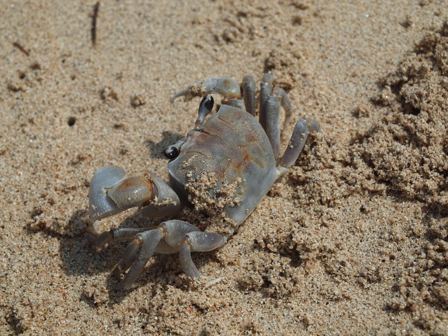 Krabbe am Strand