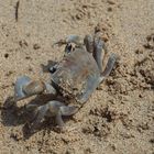 Krabbe am Strand