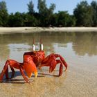 Krabbe am Strand