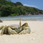 Krabbe am Strand