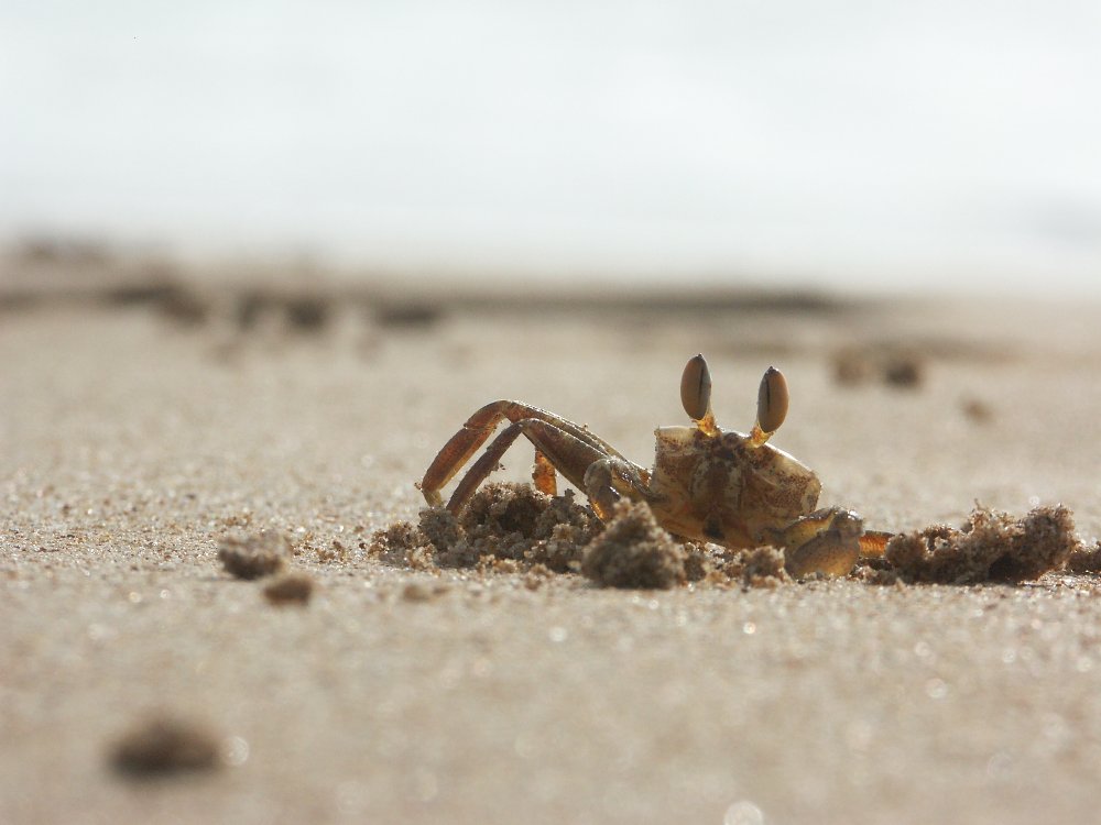 Krabbe am Strand