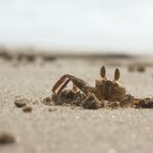 Krabbe am Strand