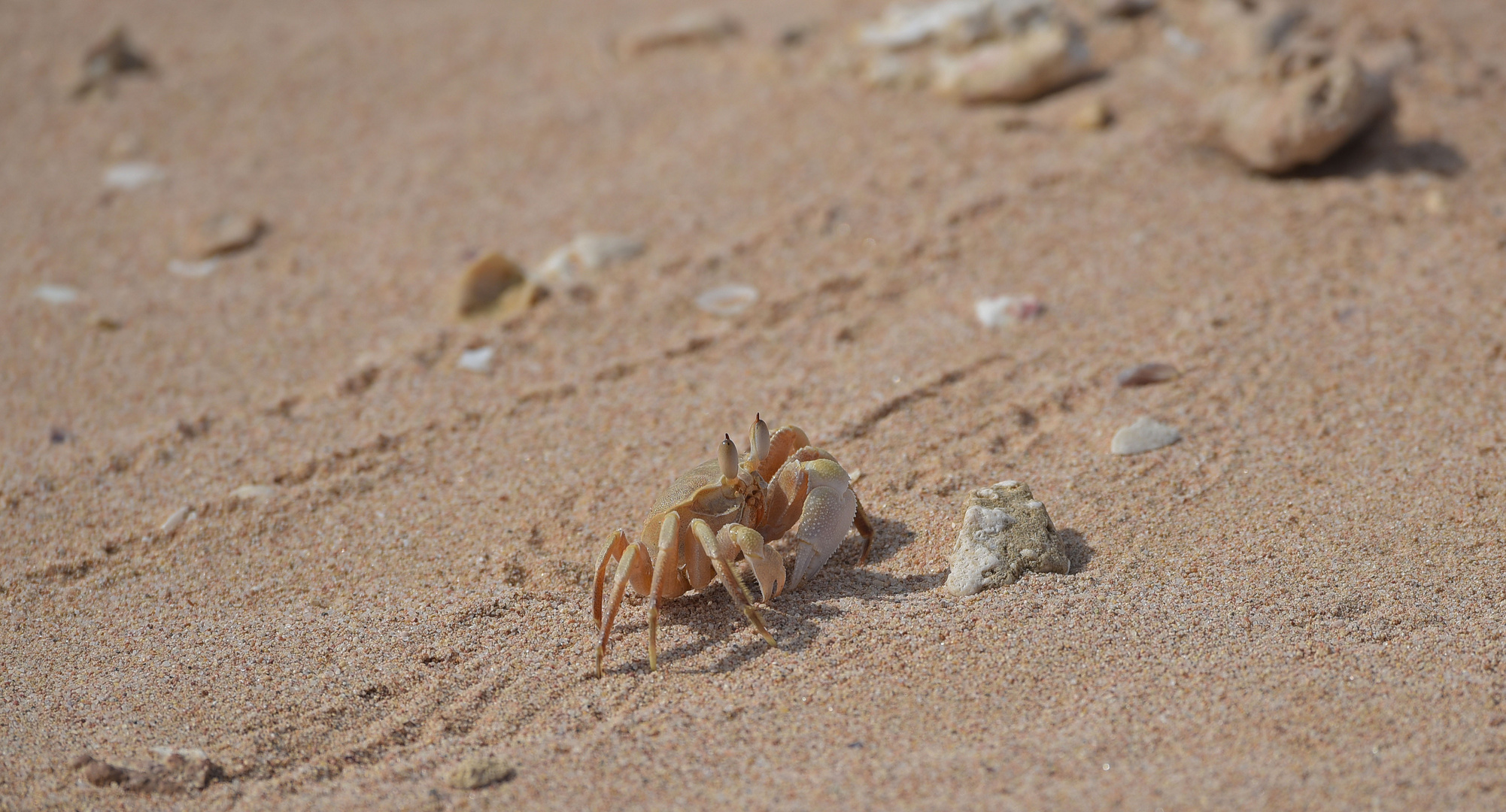 Krabbe am Strand von Abu Sama