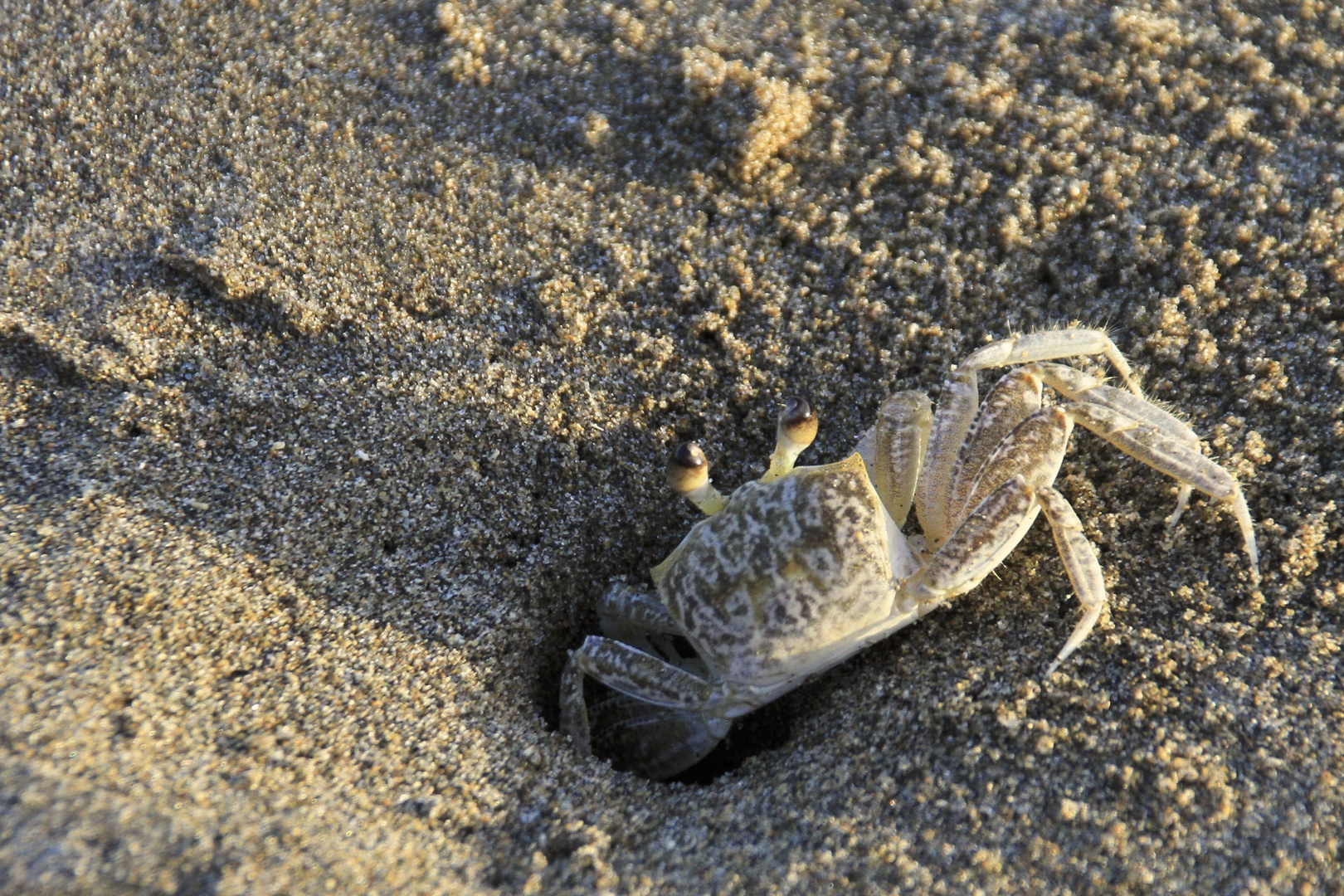 Krabbe am Strand von Treasure Beach (IMG_3317)