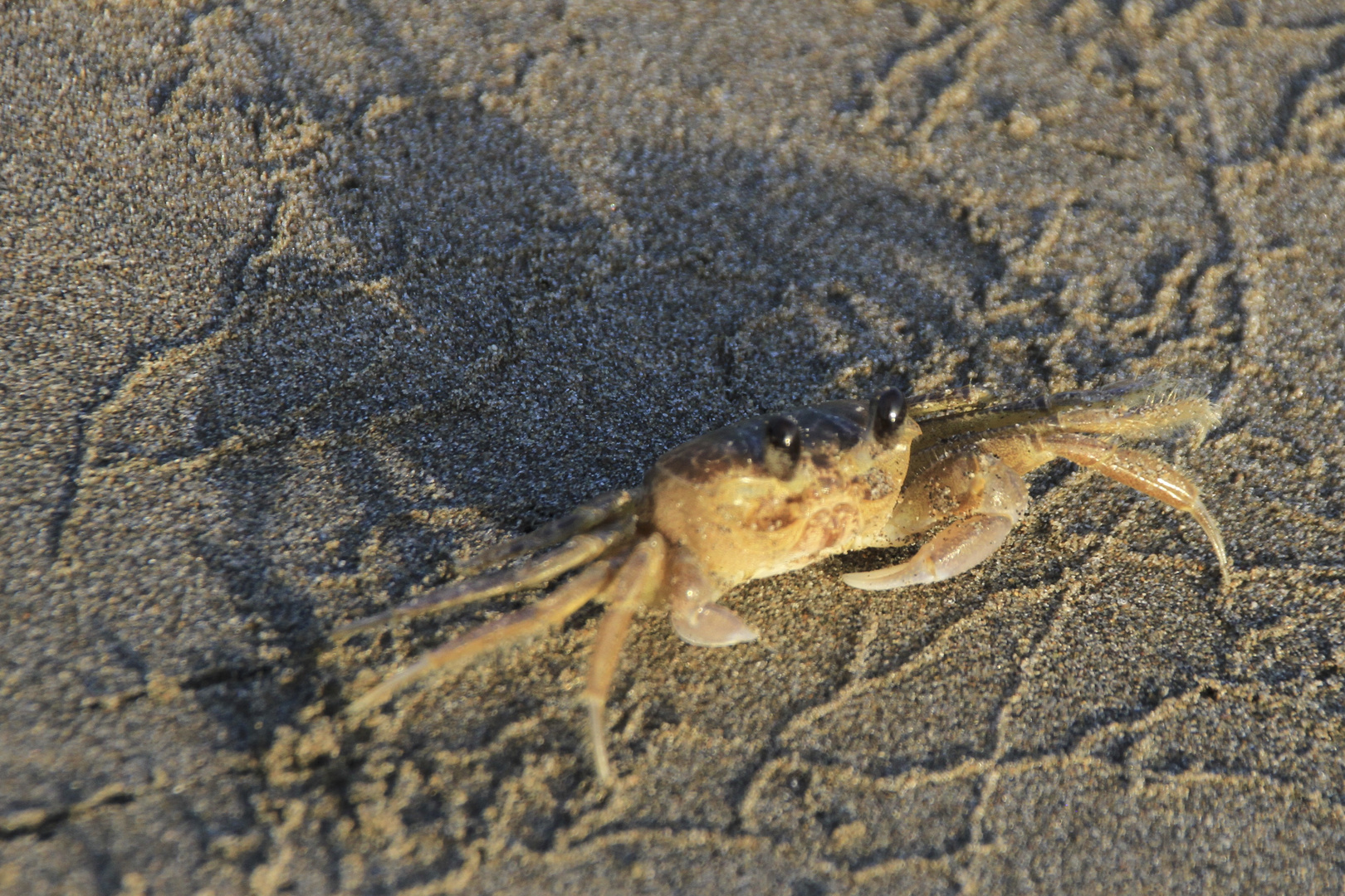 Krabbe am Strand von Treasure Beach (IMG_3321)