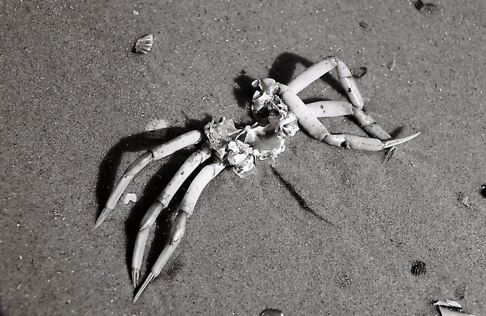 Krabbe am Strand von Wangerooge