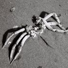 Krabbe am Strand von Wangerooge